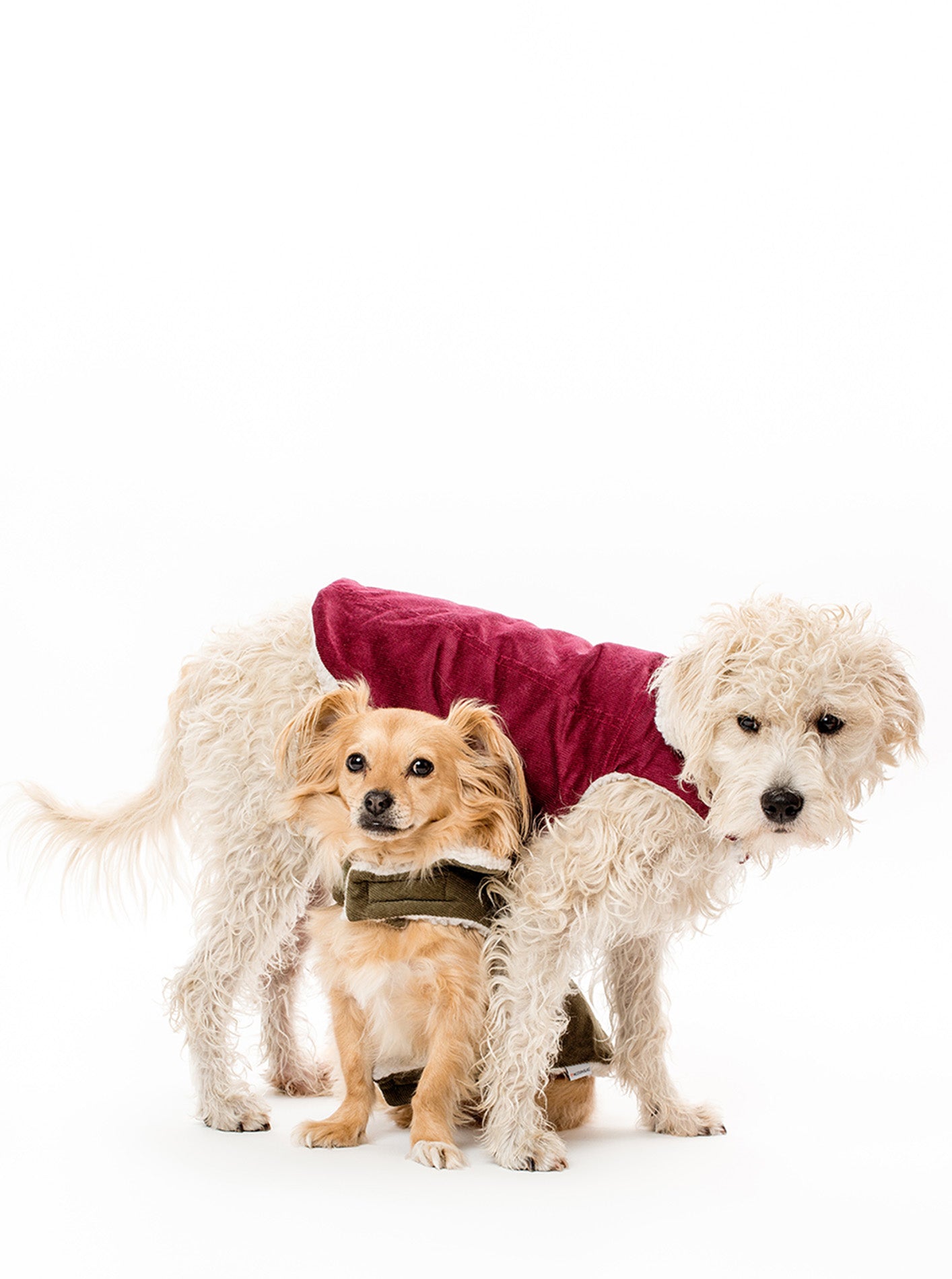 Corduroy Classic Pet Coat by MODERNBEAST