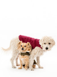 Corduroy Classic Pet Coat by MODERNBEAST