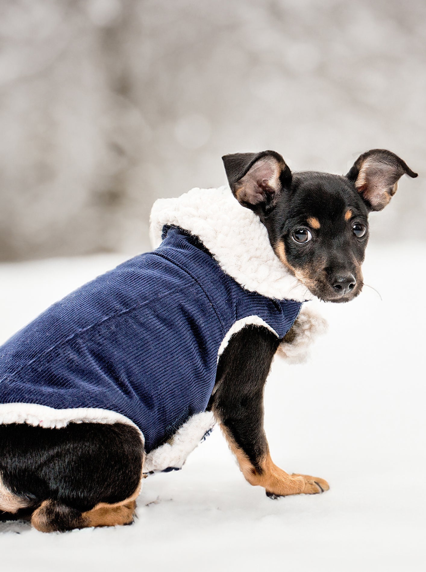 Corduroy Classic Pet Coat by MODERNBEAST