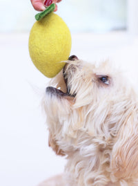 Lemon Wool Dog & Cat Toy