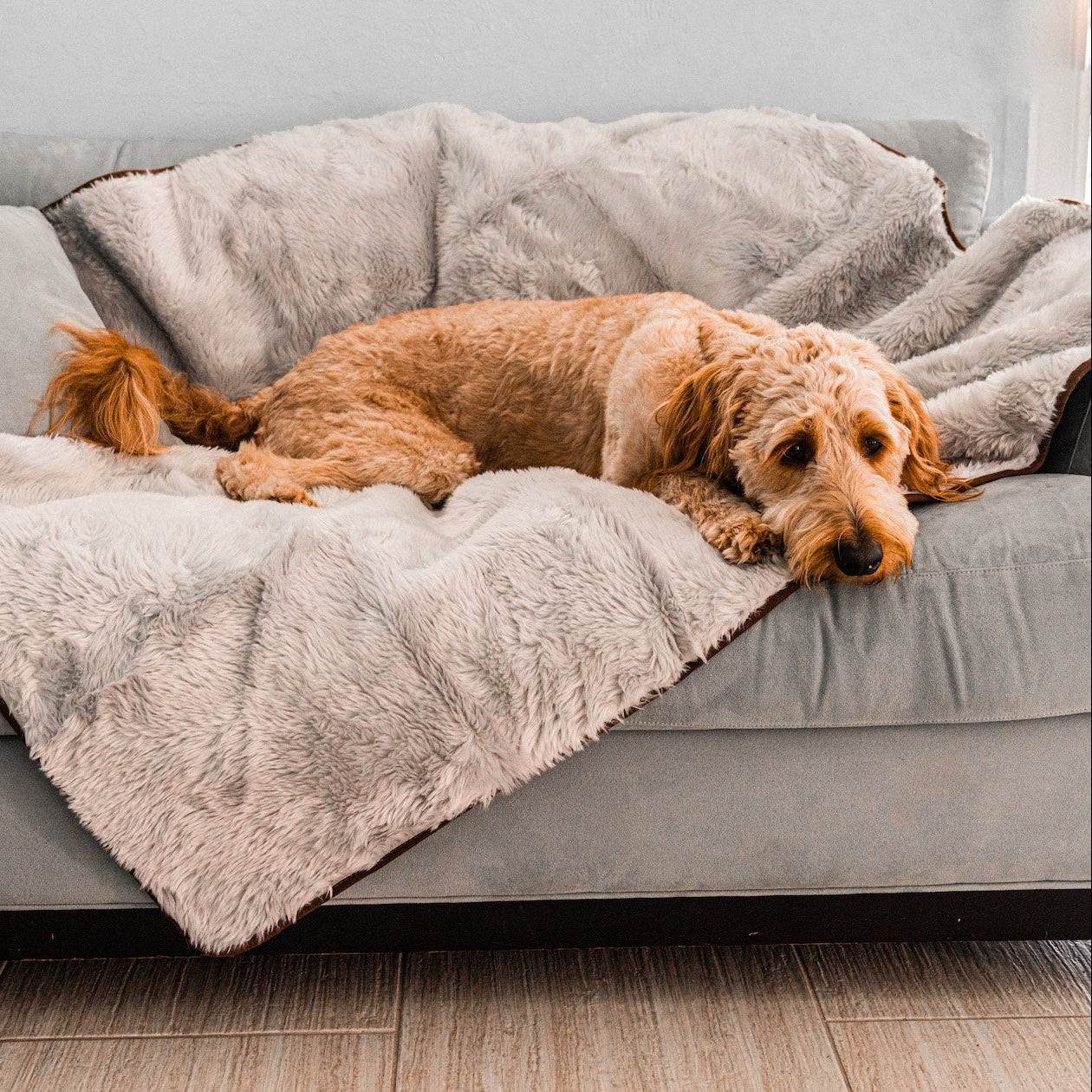 Dog lying on a light gray fluffy faux fur blanket on a gray couch