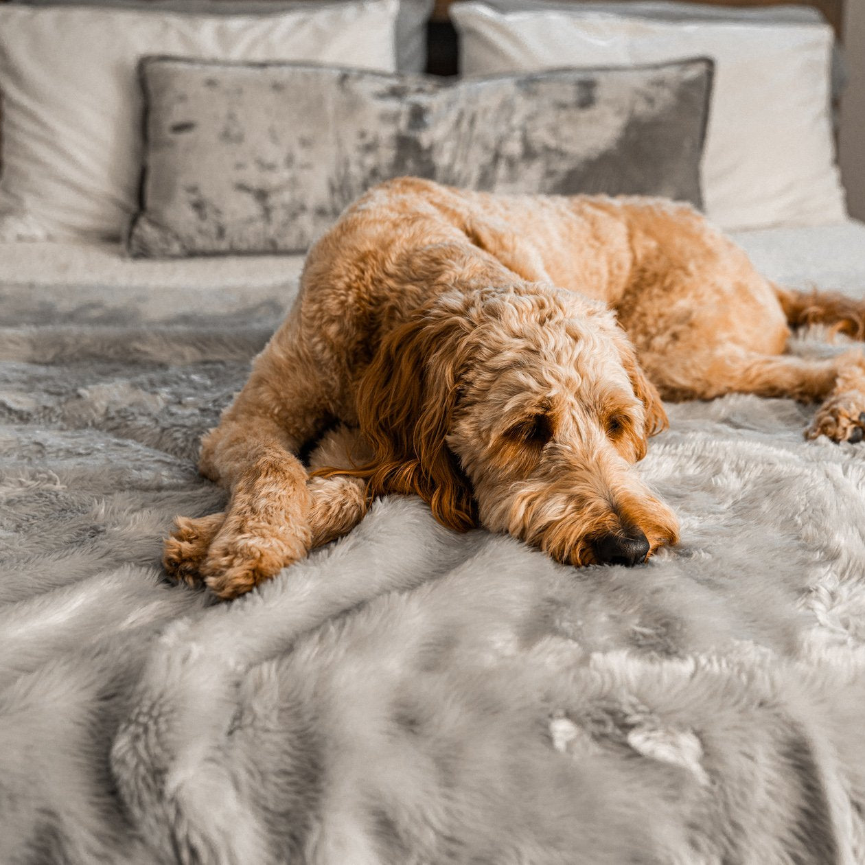 Dog lying on a bed with a gray fur blanket and pillows.