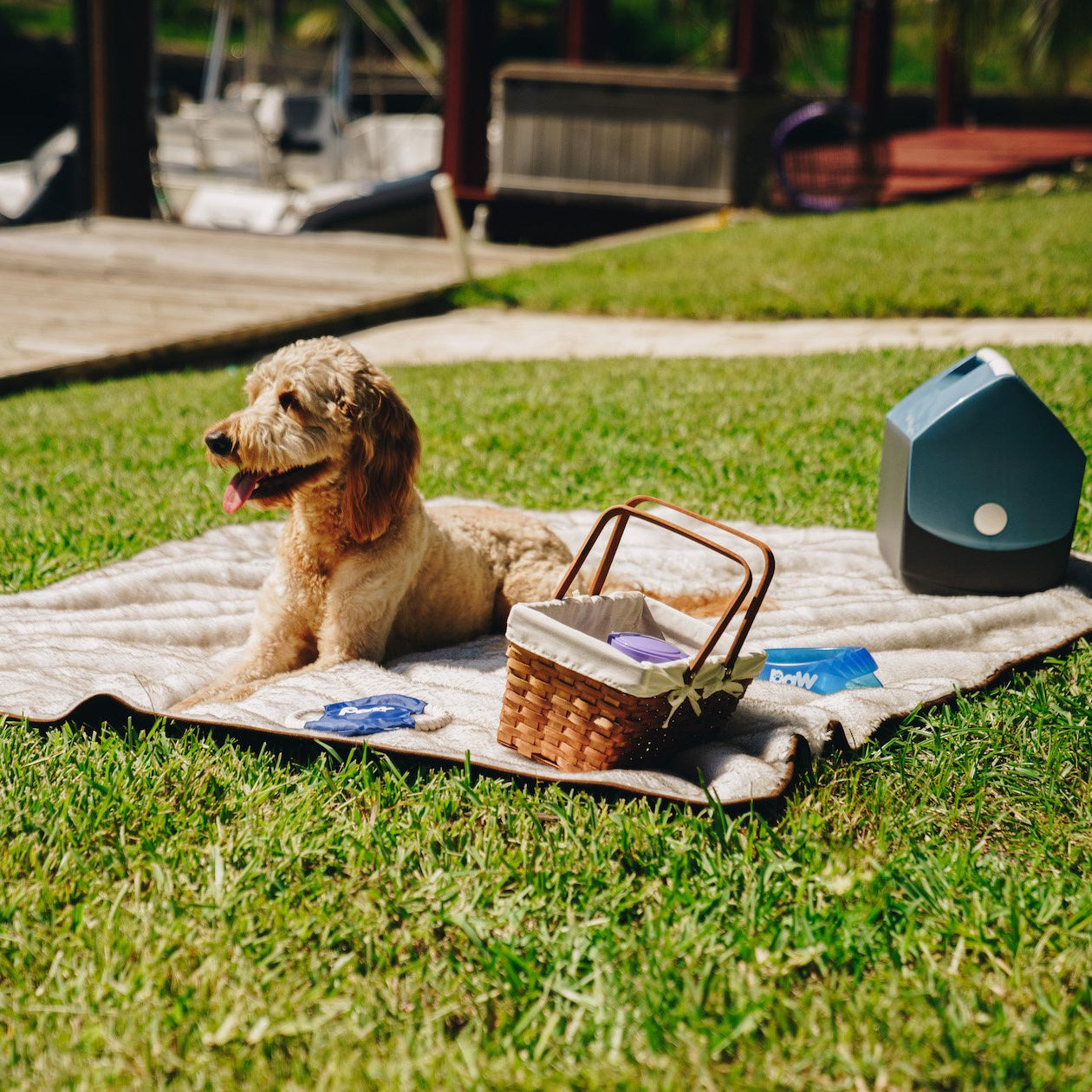 Dog lying on a fluffy beige faux fur waterproof blanket with a picnic setup in a park-like setting