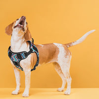 Quest No-Pull Dog Harness