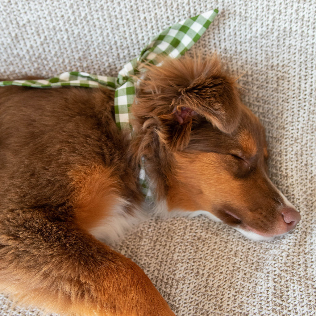 The Adventure Necktie