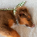 The Adventure Necktie