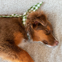 The Adventure Necktie