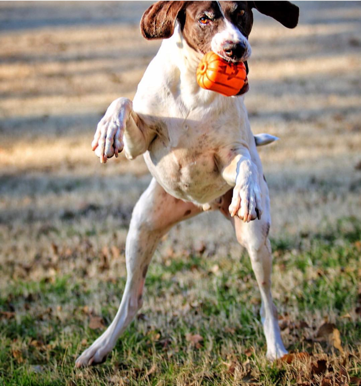 Jack O' Lantern Dog Toy - Treat Dispenser
