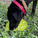 Citrus Enrichment Lick Mat with Suction Cups - 8"