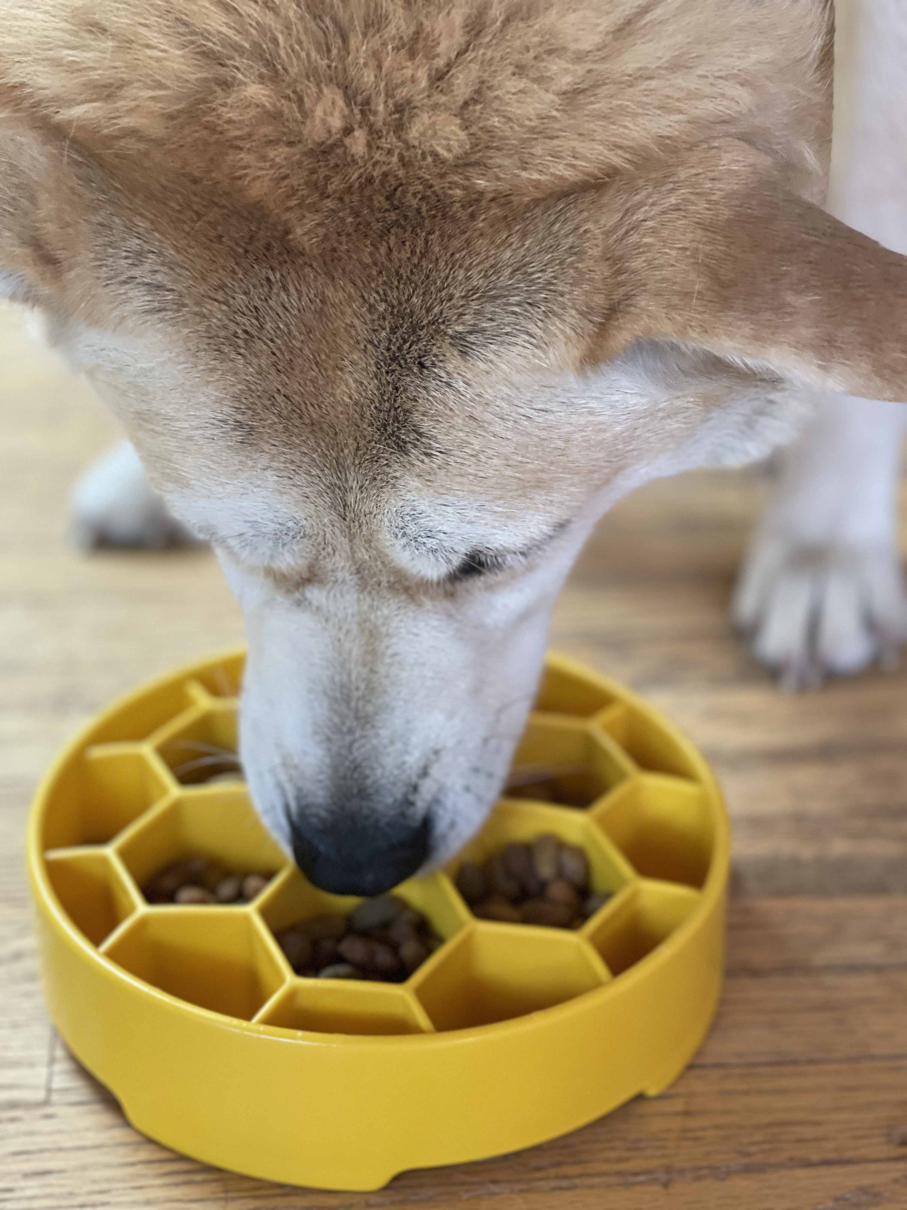 Honeycomb Slow Feeder Dog Bowl for Enrichment - 8" diameter x 2" deep
