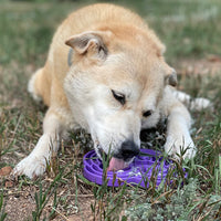 Water Frog Slow Feeder Dog Bowl for Enrichment - 8" diameter x 1.5" deep
