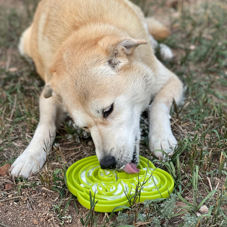Water Frog Slow Feeder Dog Bowl for Enrichment - 8" diameter x 1.5" deep