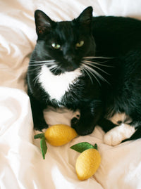 Lemon Wool Dog & Cat Toy