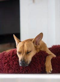 Pod Dog or Cat Bed
