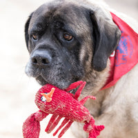 McCraken Lobsta™ Knottie® Plush Dog Toy