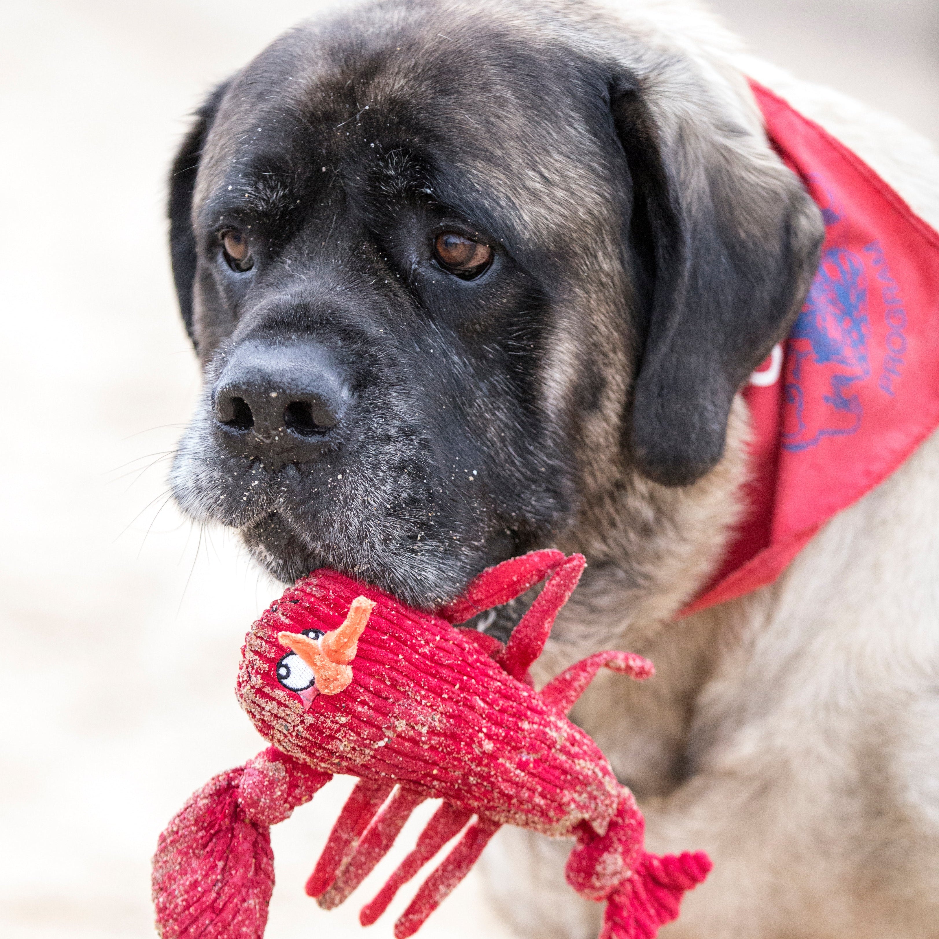 McCraken Lobsta™ Knottie® Plush Dog Toy