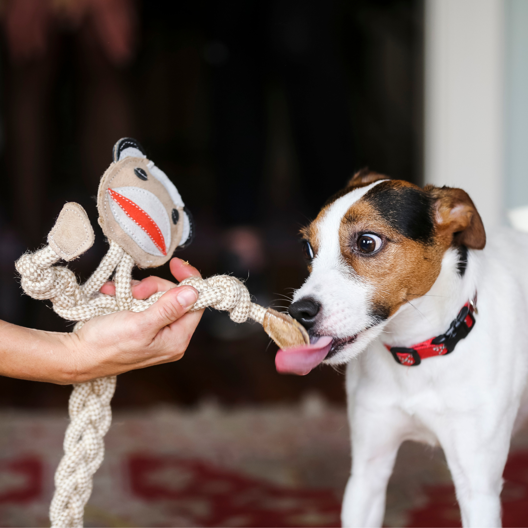 Stuey Sock Monkey Natural Rope Knottie® Dog Toy