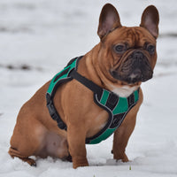 Quest No-Pull Dog Harness