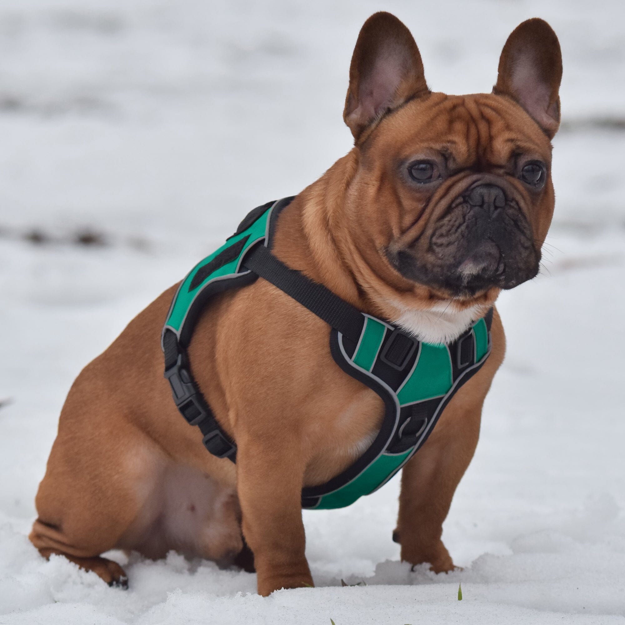 Quest No-Pull Dog Harness