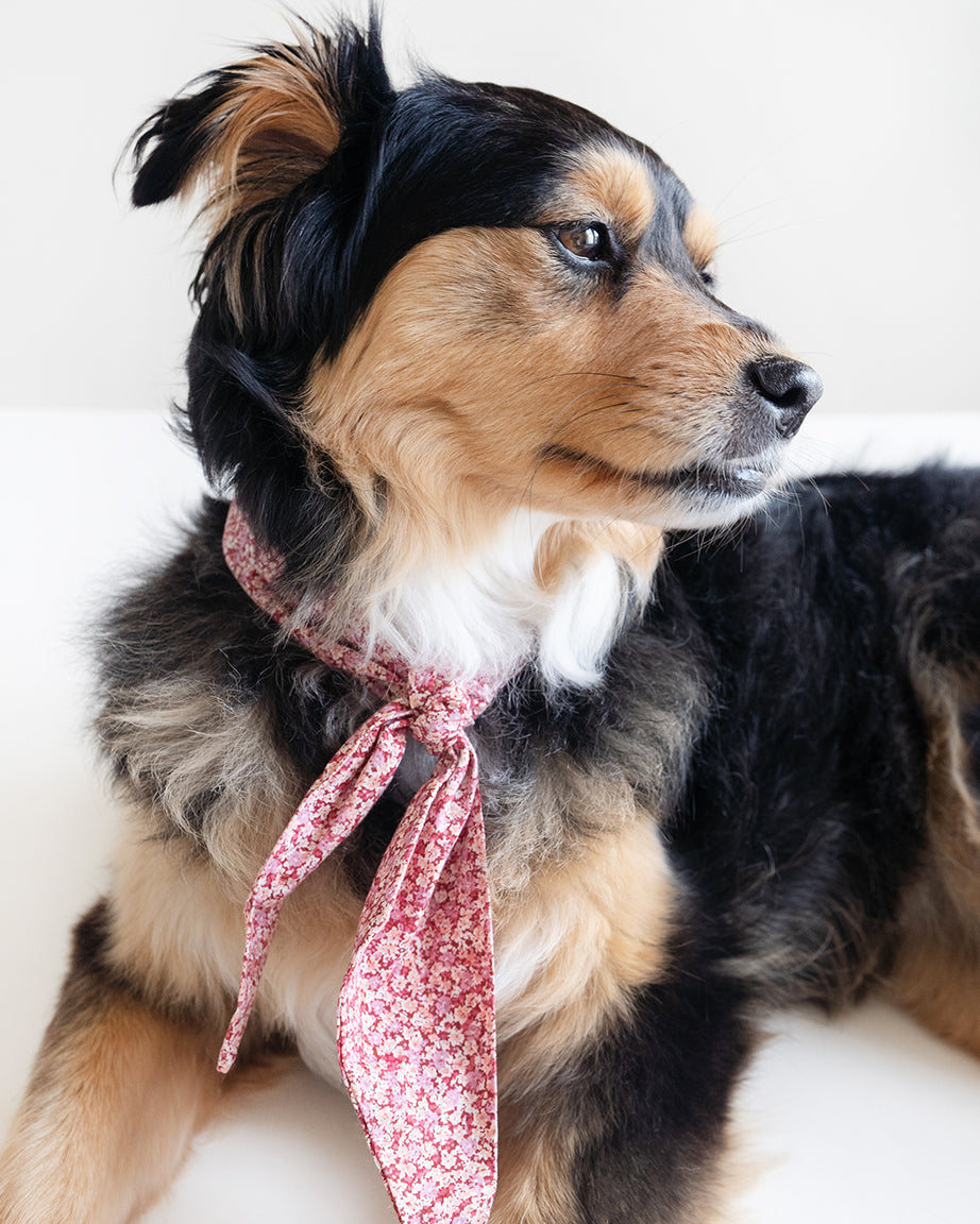 The Adventure Necktie