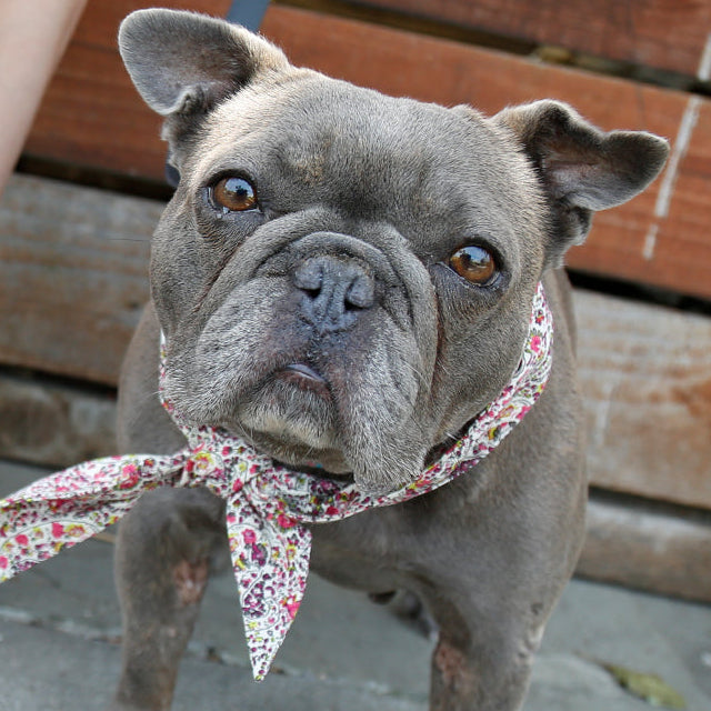 The Classic Necktie