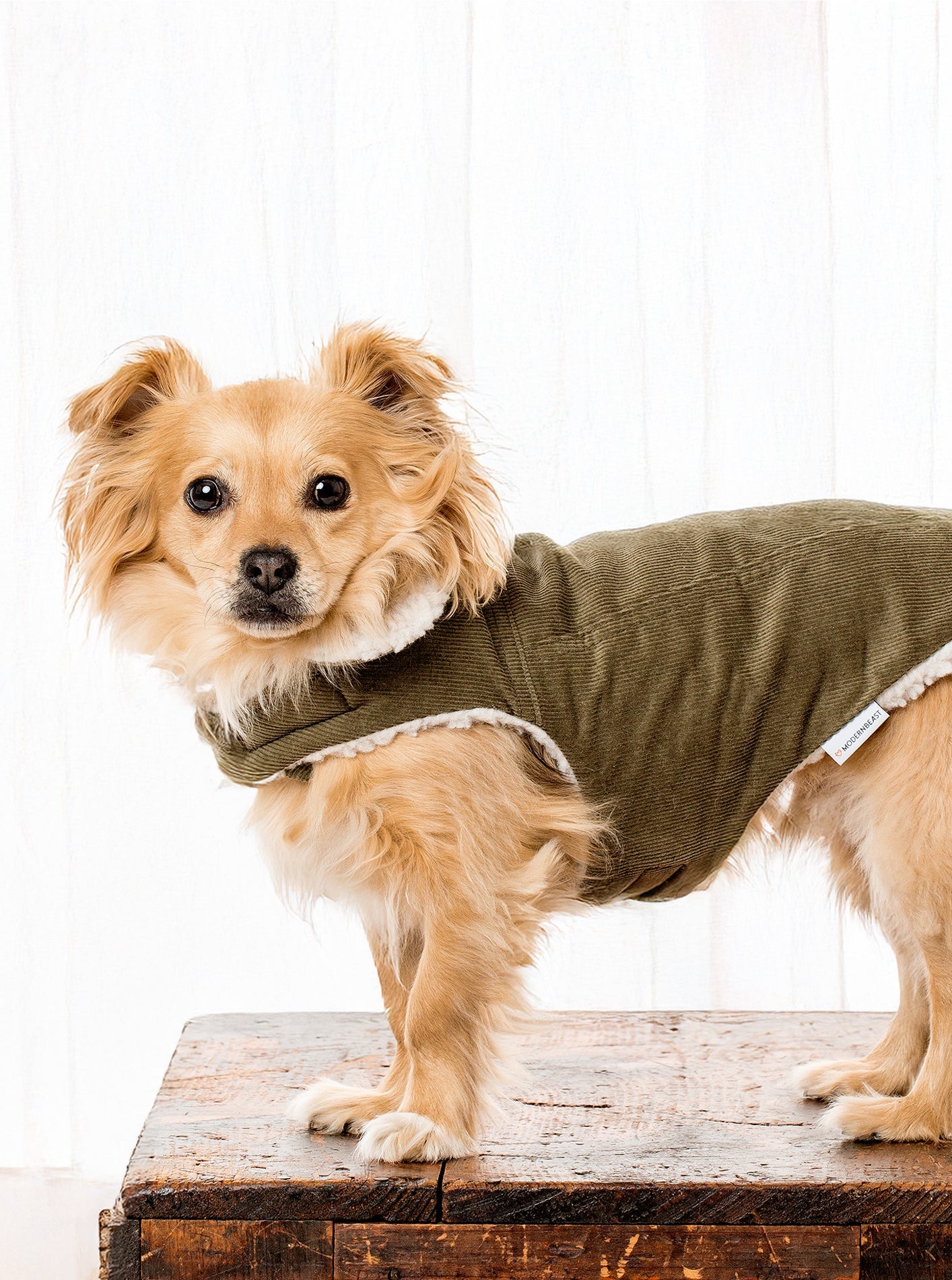 Corduroy Classic Pet Coat by MODERNBEAST