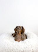 Pod Dog or Cat Bed