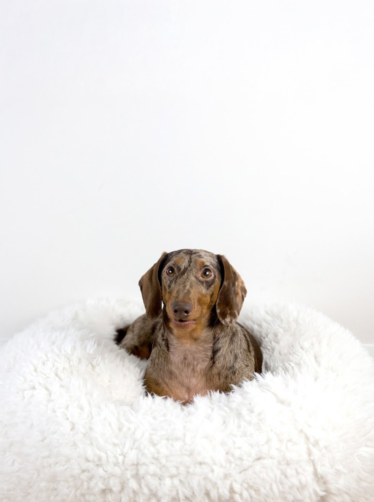 Pod Dog or Cat Bed