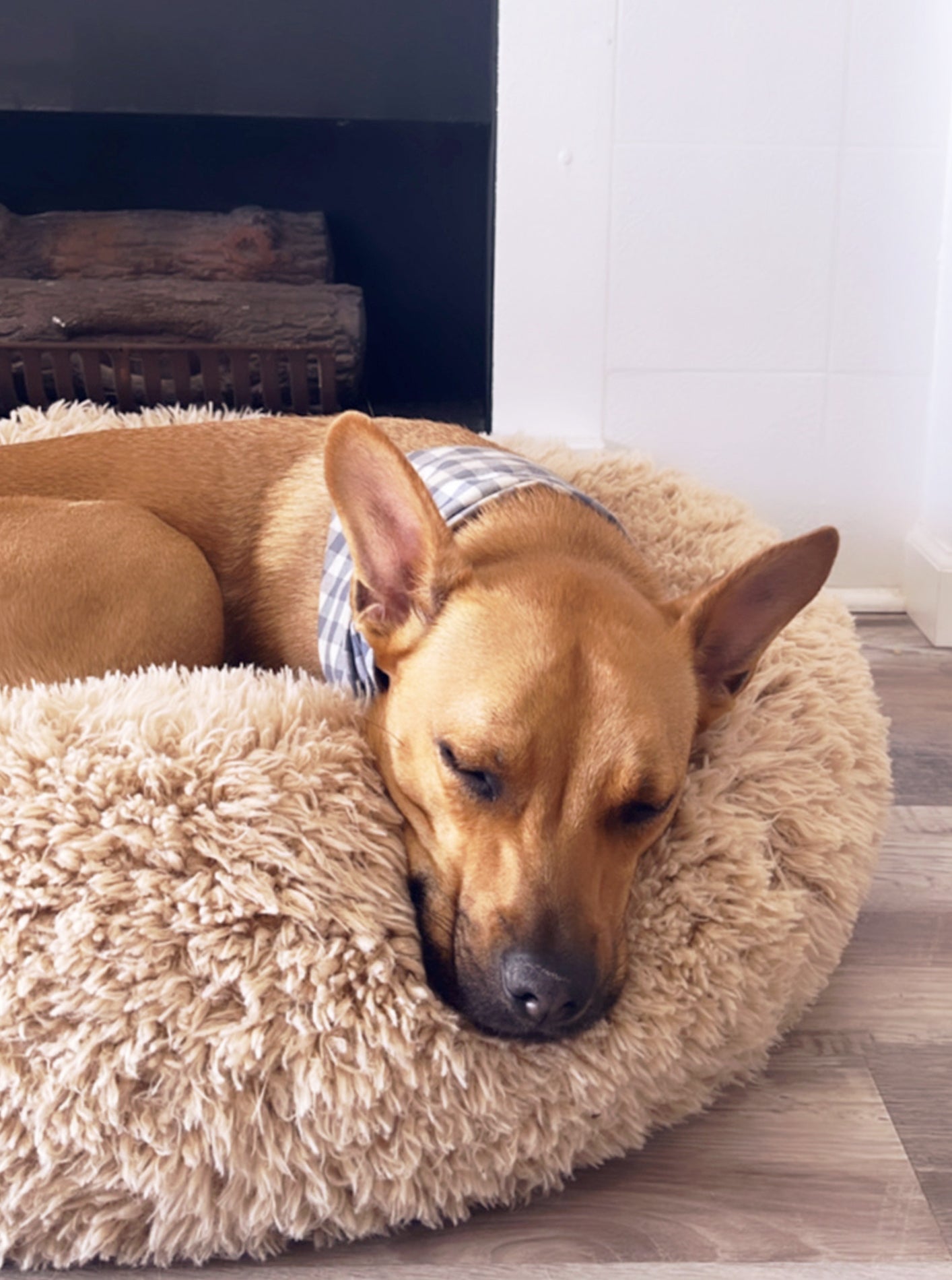 Pod Dog or Cat Bed