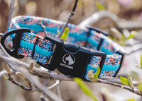 Adventure Dog Collar - Multicolor