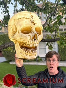 Giant Halloween Skull Pendant Lantern Prop: 20" Tall Outdoor Decoration