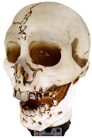 Giant Halloween Skull Animatronic Lamp Prop: 20" Tall, Heavy-Duty