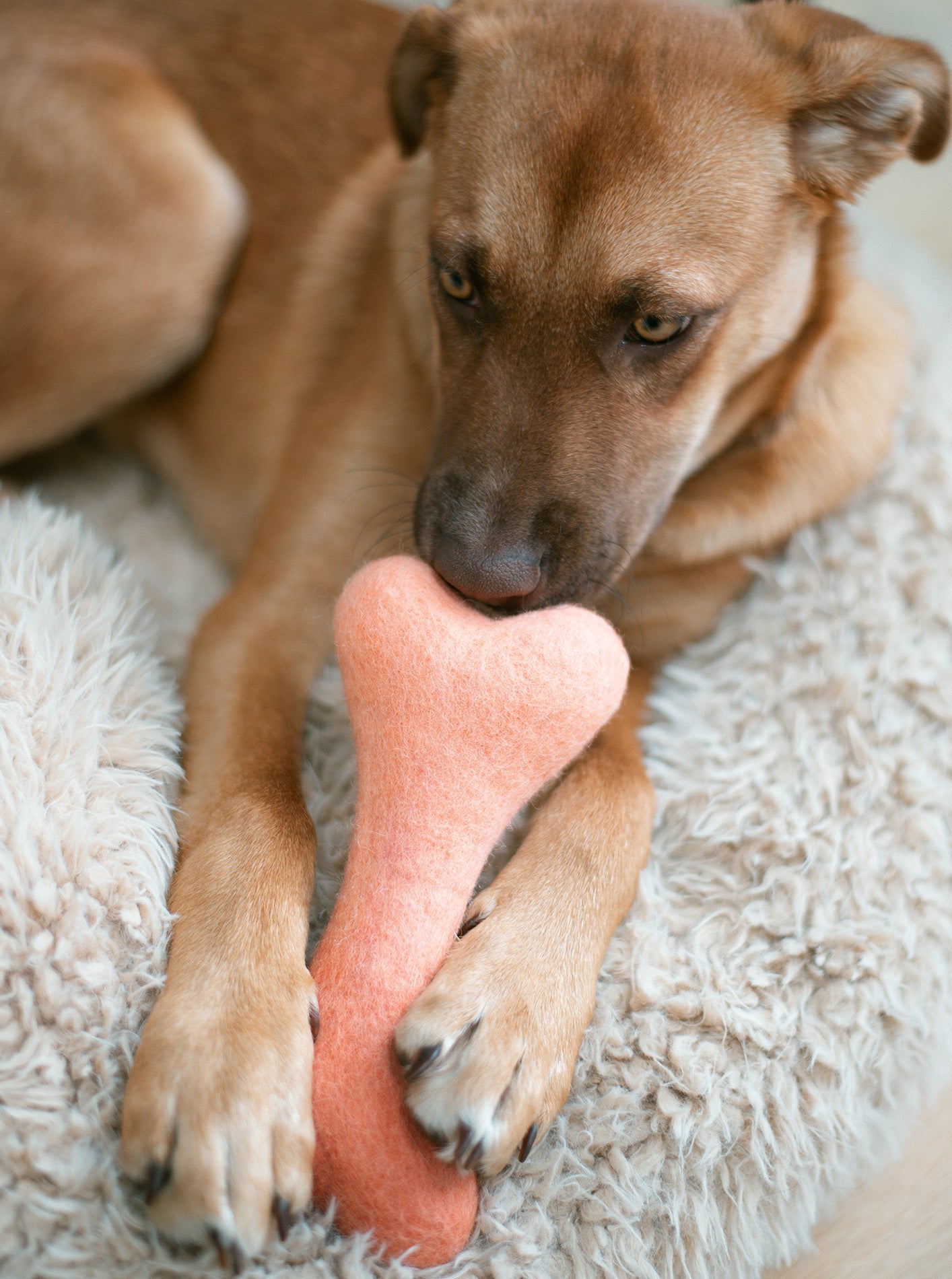 Ombre Woolbone Dog Toy