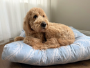 A golden doodle dog lying on a light blue and white palm-leaf patterned dog bed in a home setting with curtains and a wooden floor.