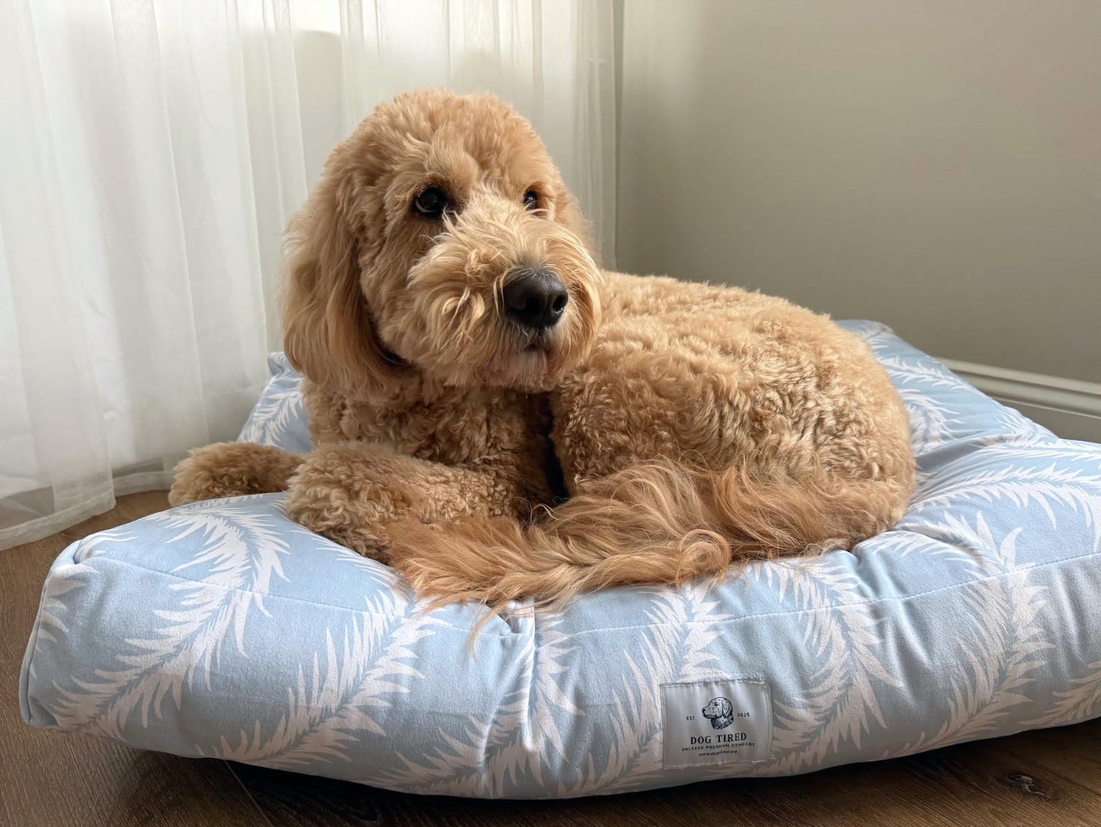 A golden doodle dog lying on a light blue and white palm-leaf patterned dog bed in a home setting with curtains and a wooden floor.
