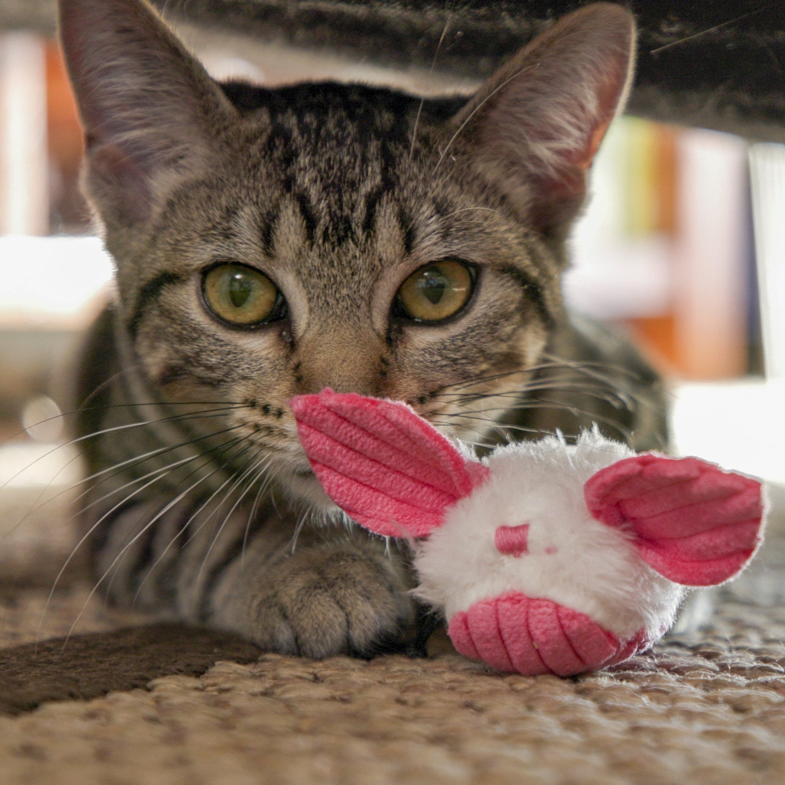 Dust Bunnies Catnip Toys, 3 Pack - HuggleKats®