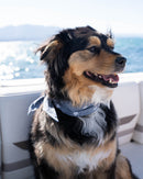 The Adventure Necktie