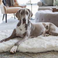 PupRug by Paw.com® Faux Fur Orthopedic Dog Bed: Curve White with Brown Accents