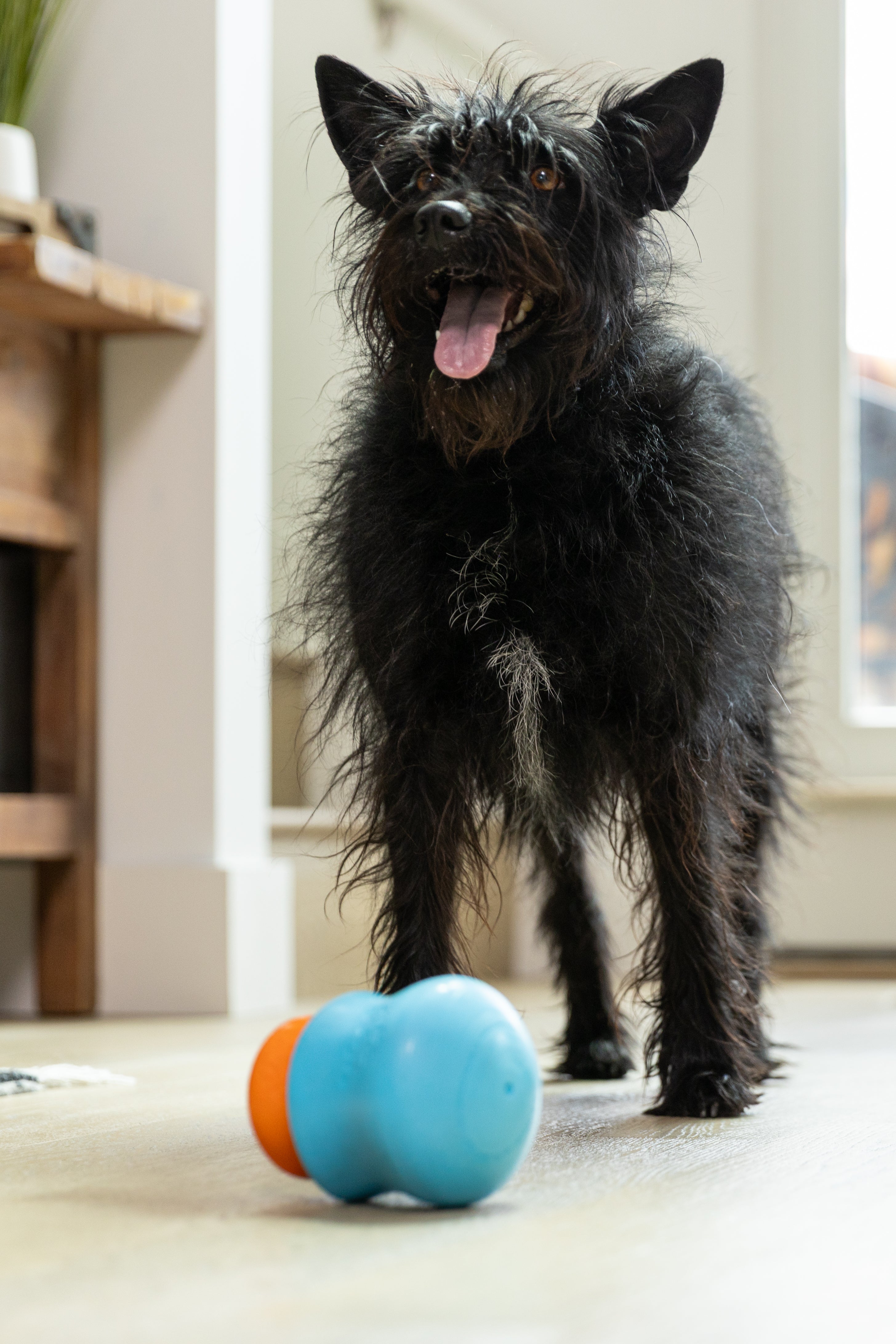 Black dog standing on a carpeted floor with a West Paw blue Toppl enrichment food dog toy and orange Topple nearby.