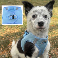 Choke-Free Dog Harness: Solid Color - American River