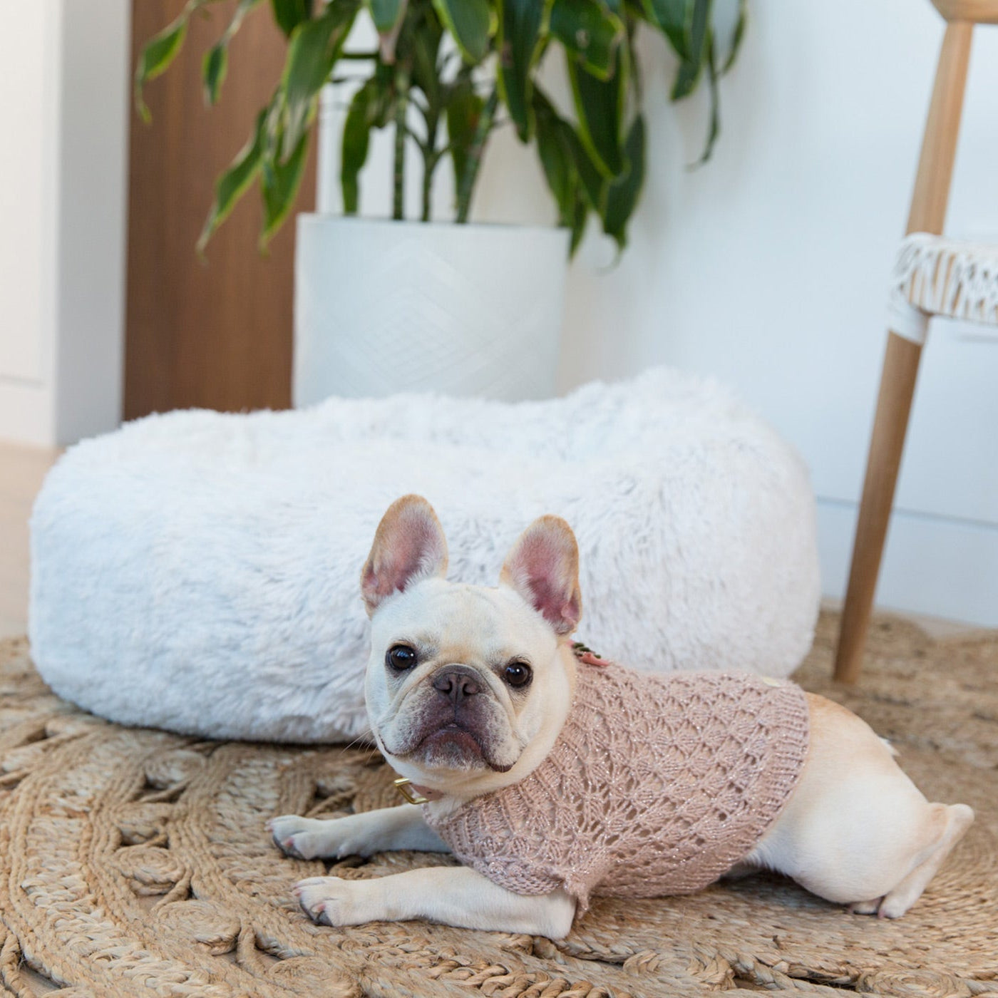 Dog wearing a pink sweater lying on a textured rug with a white fur pet bed in the background.