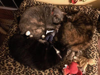 Catnip Critters Organic Catnip Cat Toys / MORE Catnip!