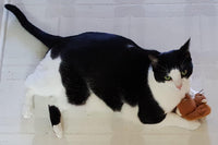 Catnip Critters Organic Catnip Cat Toys / MORE Catnip!