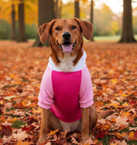 Color-Block Dog Hoodie