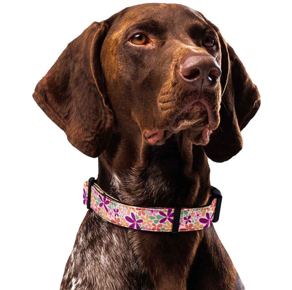Flower Meadow Dog Collar & Leash