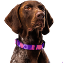 Modern Geometric Dog Collar & Leash