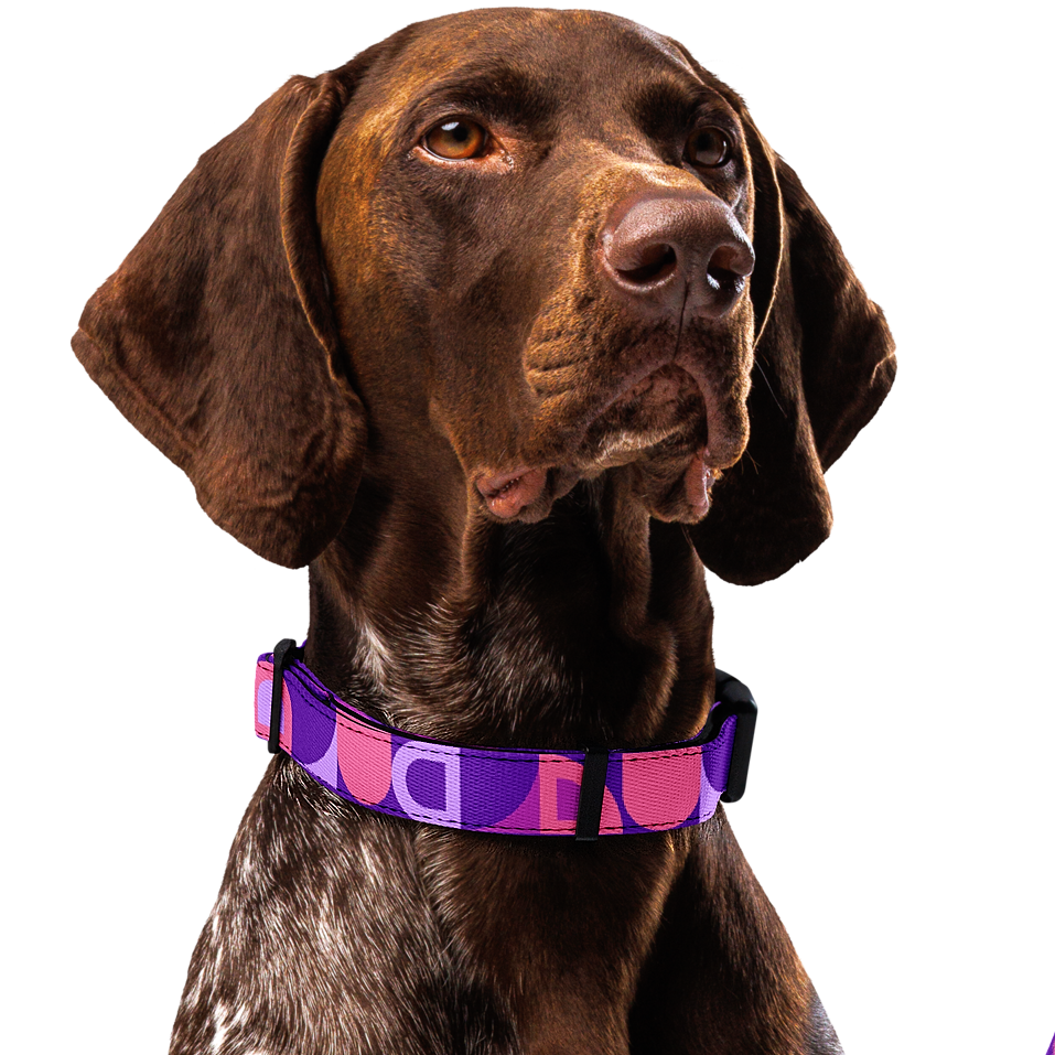 Modern Geometric Dog Collar & Leash