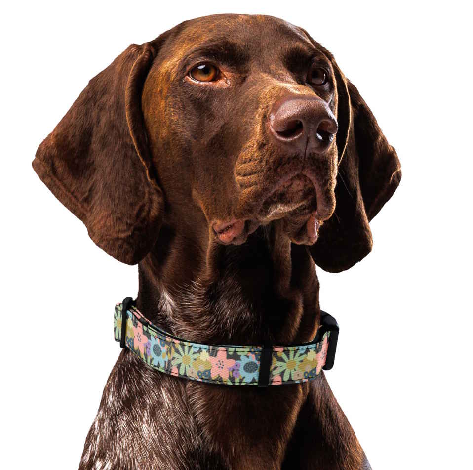 Moody Florals Dog Collar & Leash