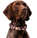 Warm Earth Neutrals Dog Collar & Leash