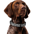 Zebra Dog Collar & Leash